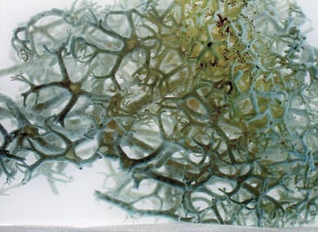 The Barren Landscape IV